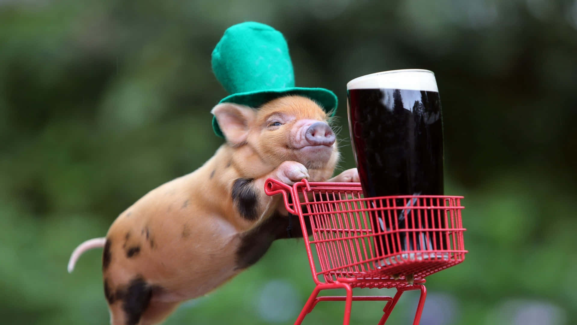 Cool Piggy And Beer Mug