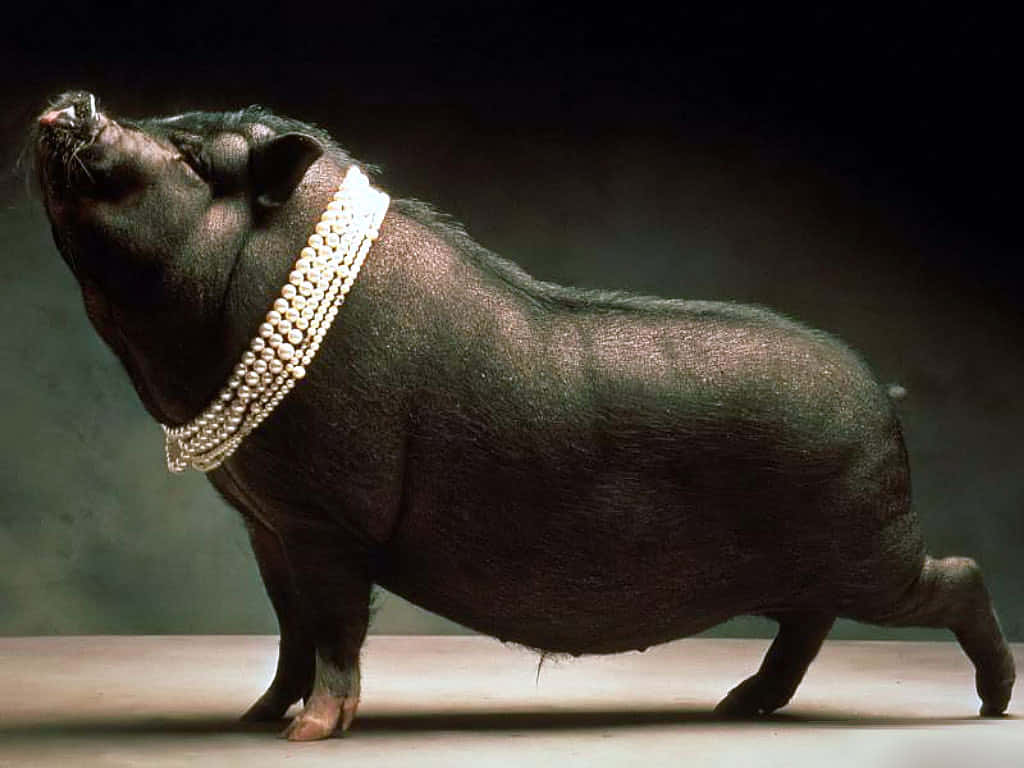 Cool Piggy With Pearl Necklace