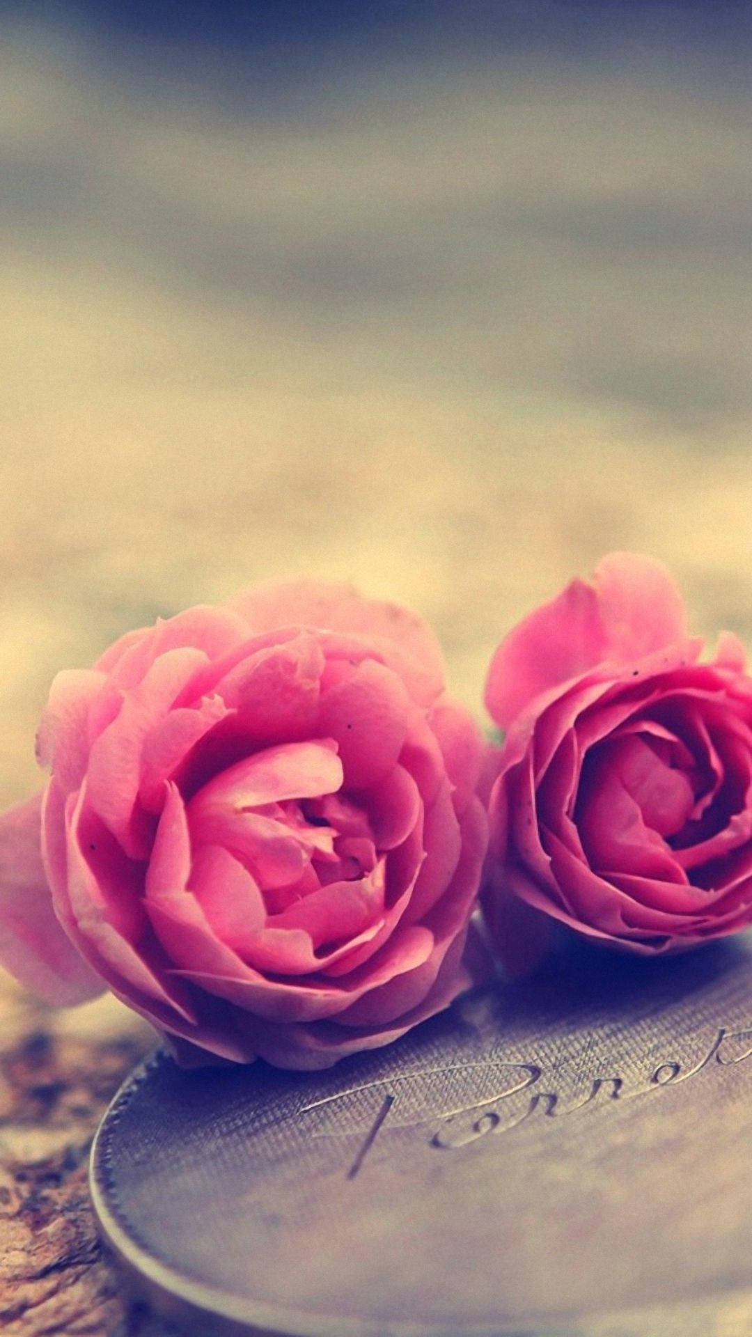 Cool Pink Rose Iphone Background