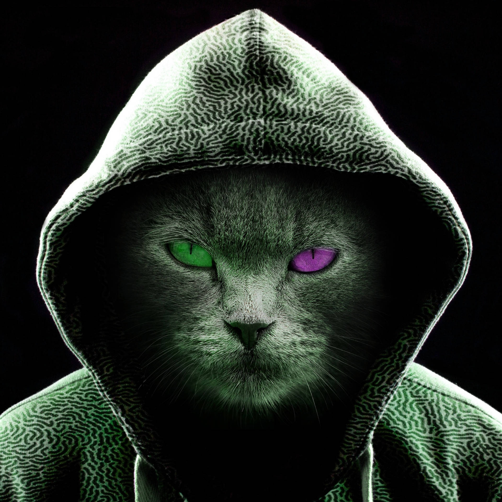 Cool Profile Pictures Hoodie Cat