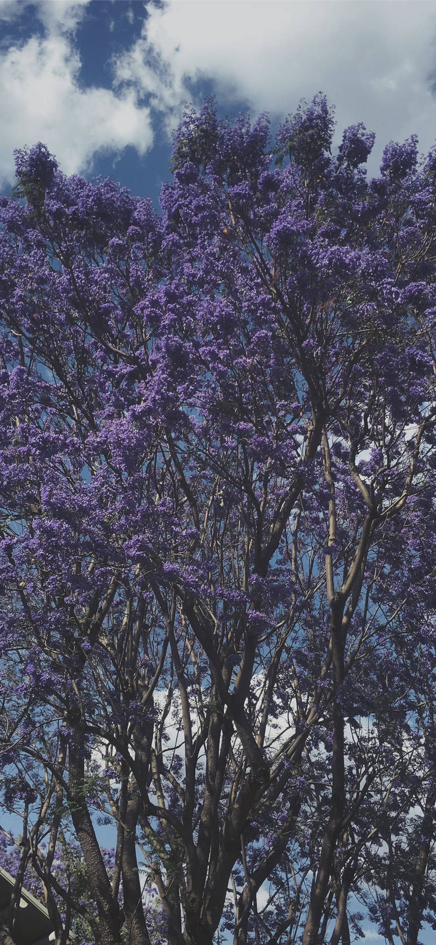 Cool Purple Tree Background