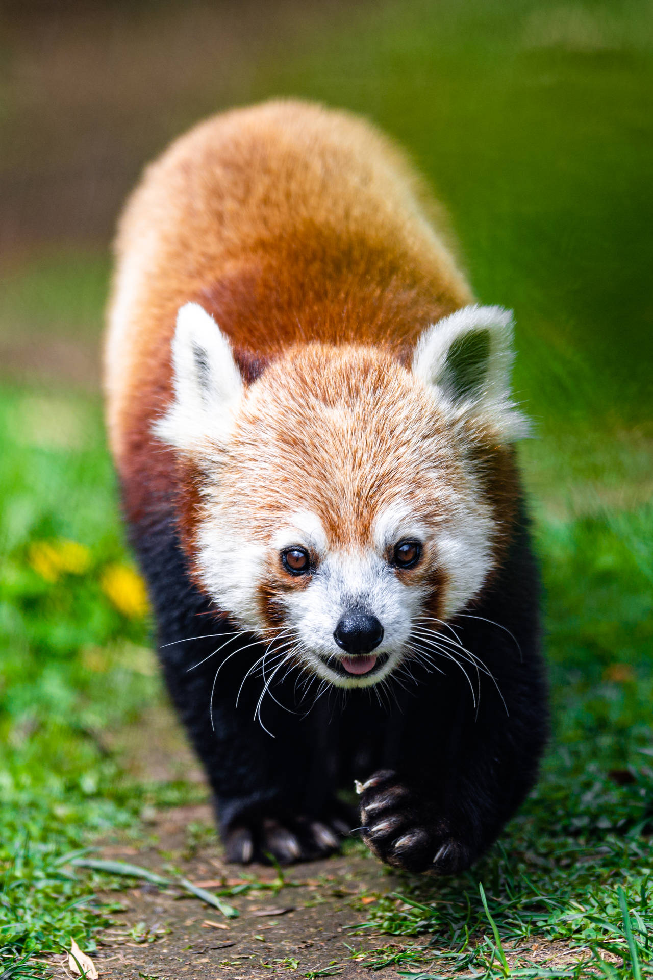 Cool Red Panda Background