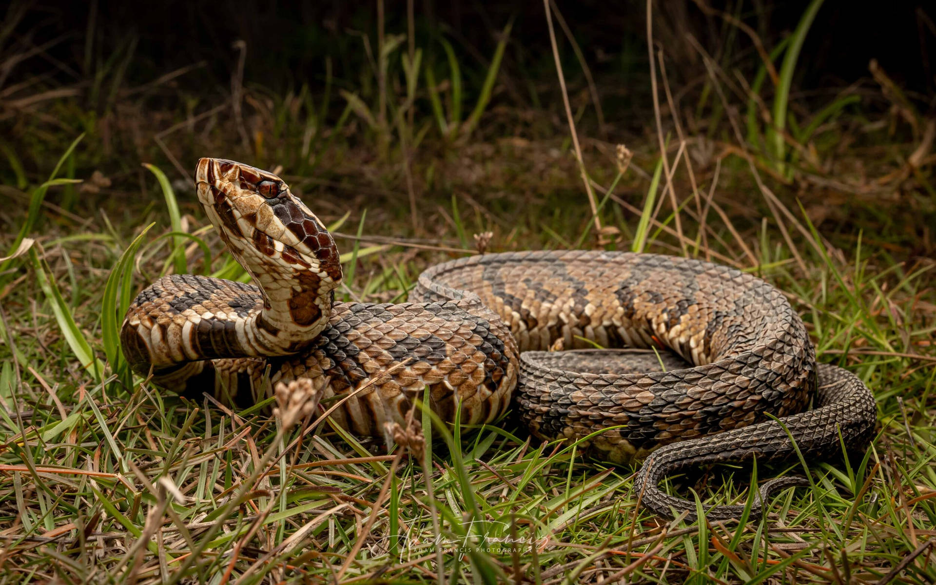 Cool Reptile Cottonmouth