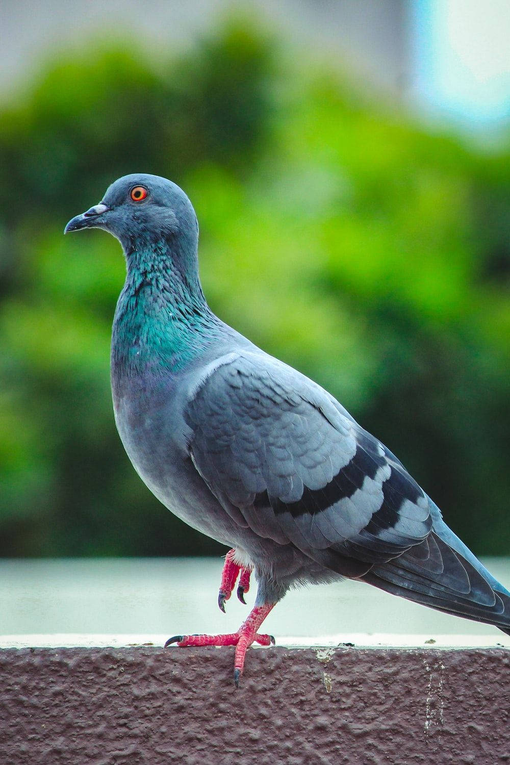 Cool Resting Feral Pigeon Bird Background