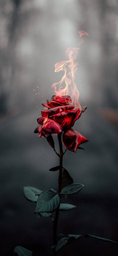 Cool Rose Photography Background