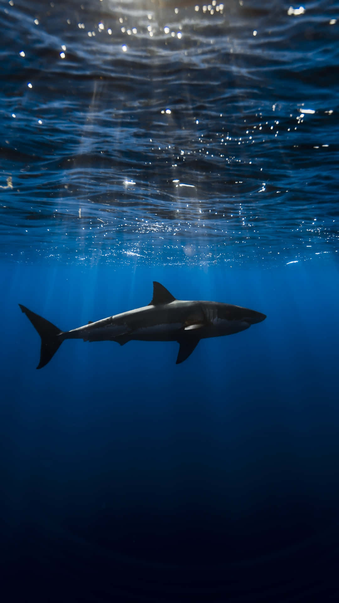 Cool Shark Underwater