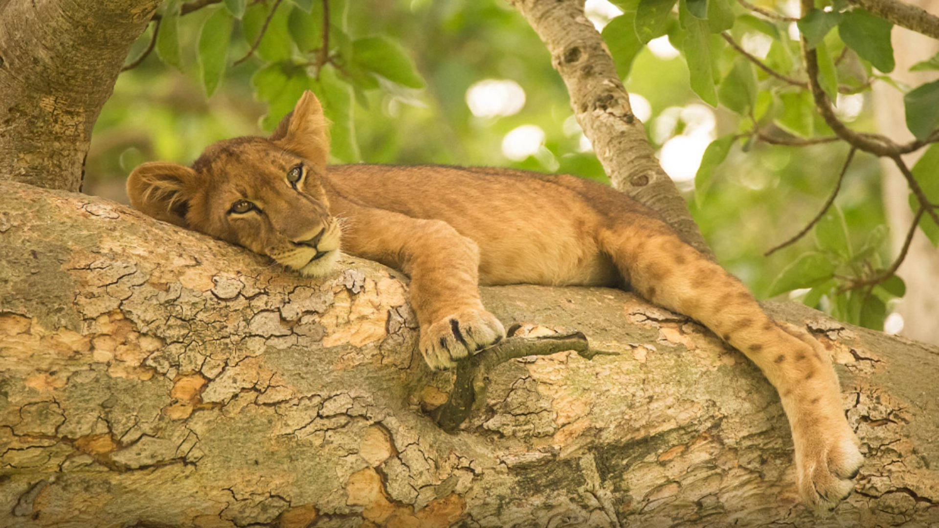 Cool Sleeping And Resting Female Lion Background