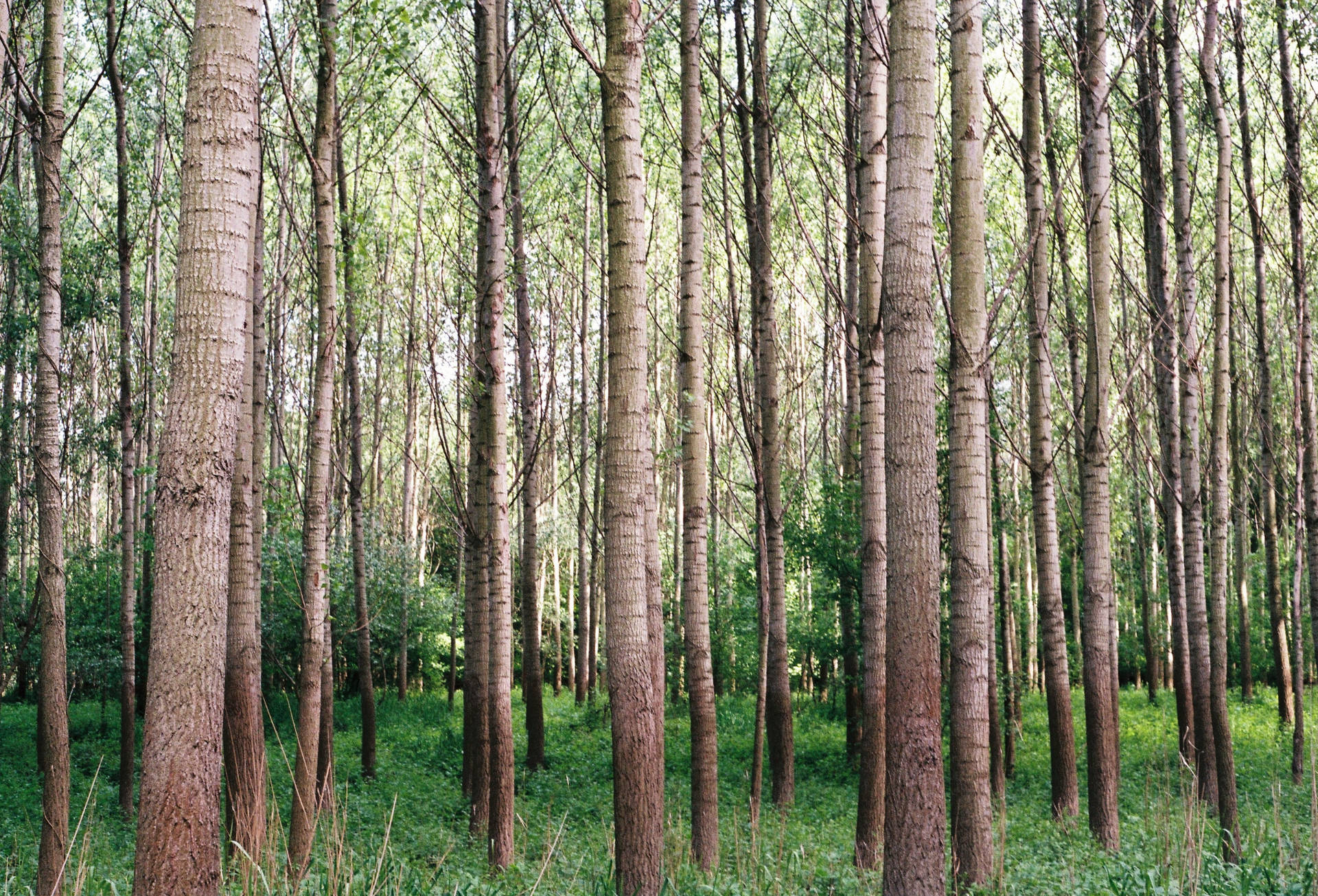 Cool Slovakia Woods Background