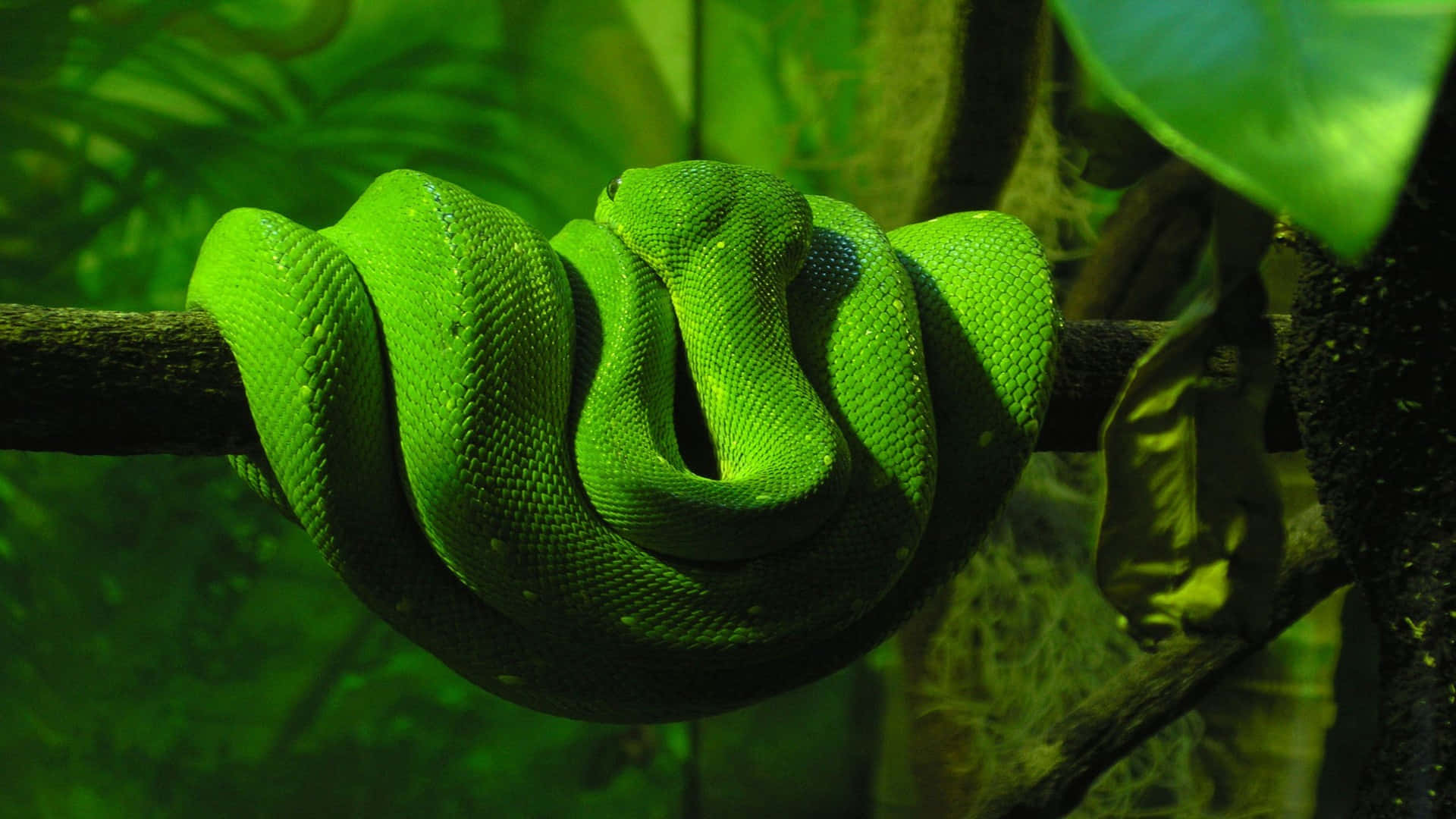 Cool Snake Coiled On A Tree Branch Background