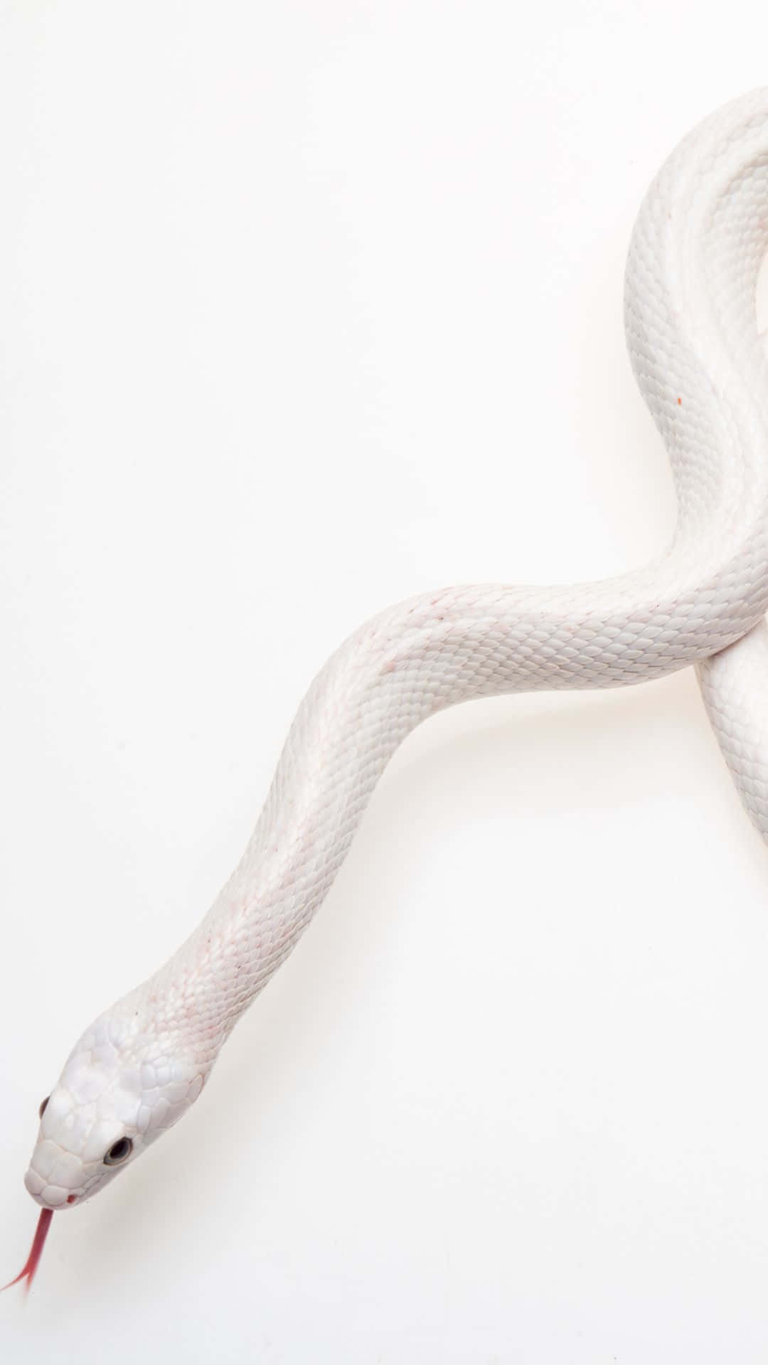 Cool Snake In Pure White Background