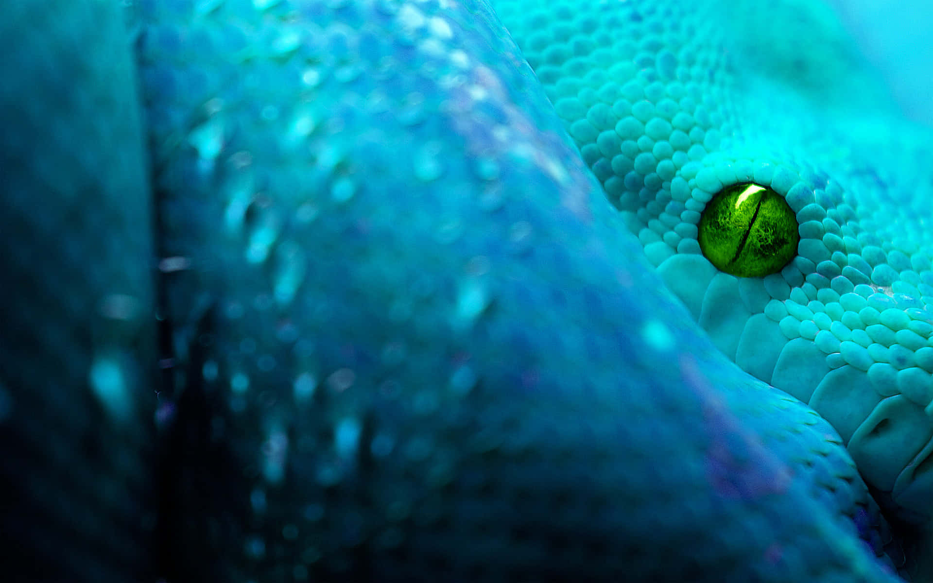 Cool Snake Relaxing Under The Sun Background
