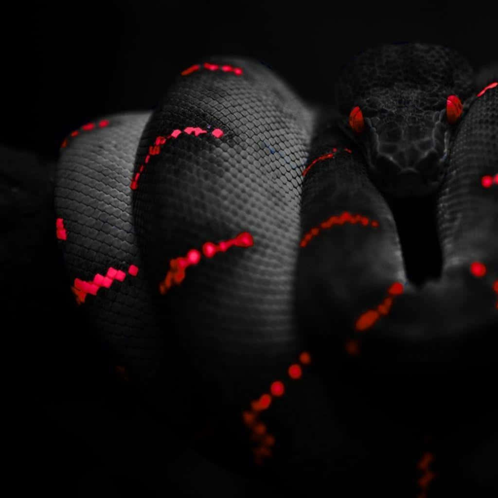 Cool Snake's Colorful Pattern Background