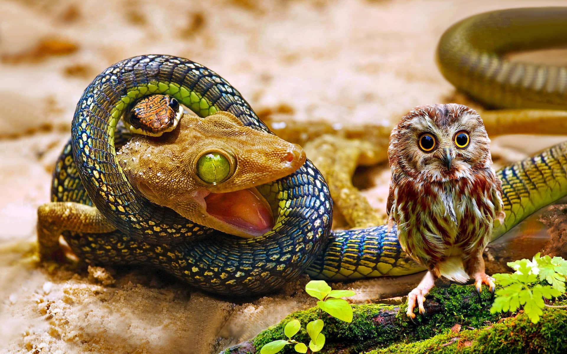 Cool Snake With An Owl