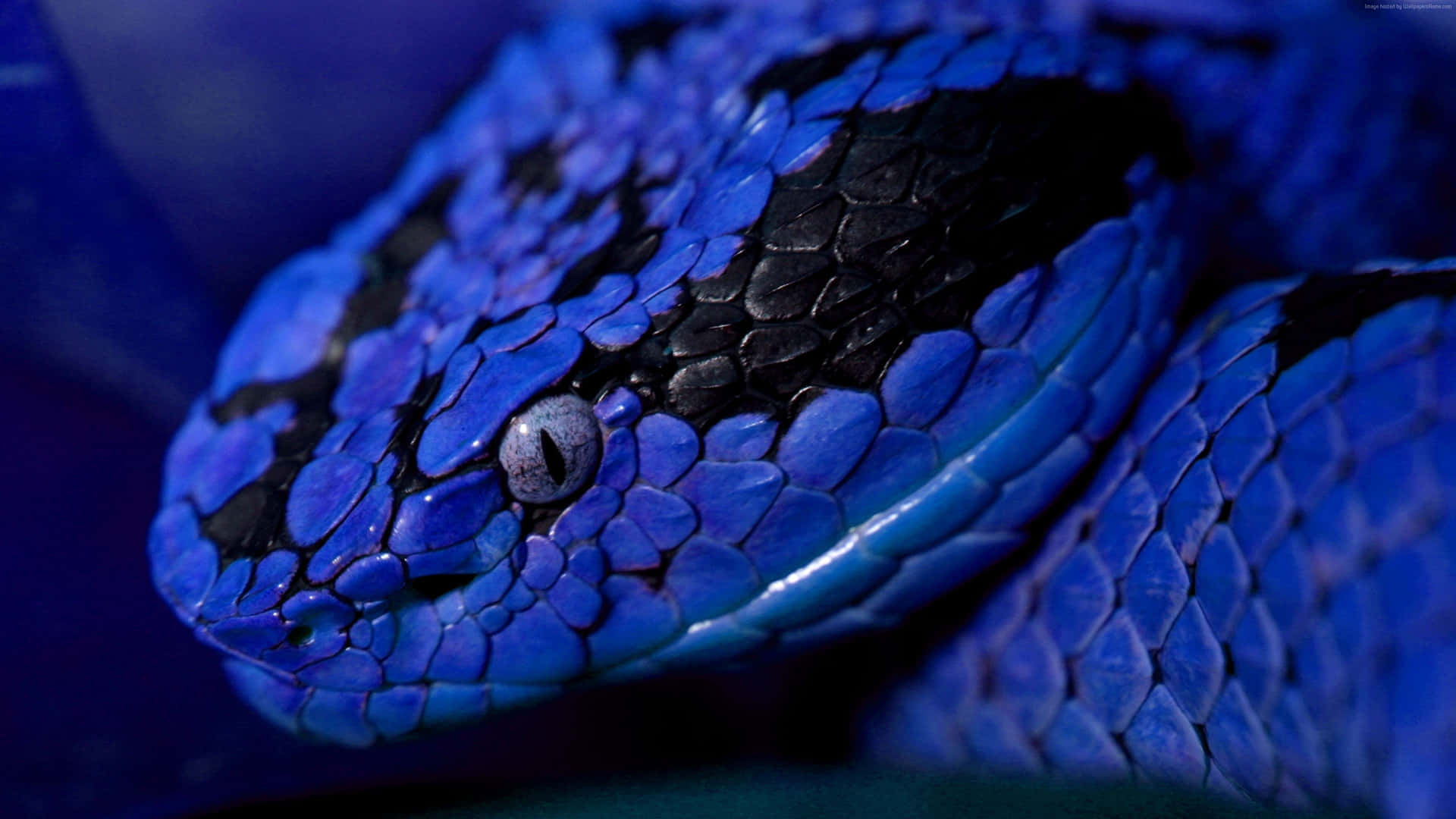 Cool Snake With Blue Skin Background