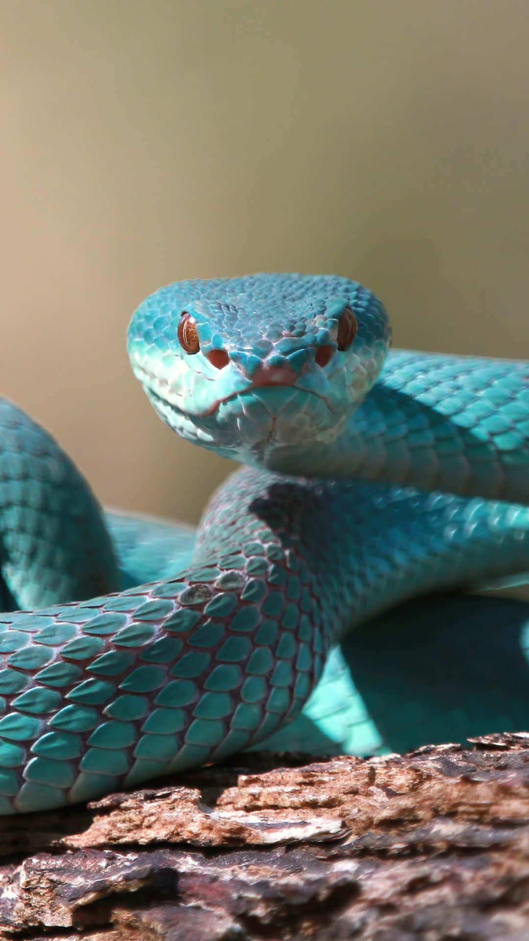 Cool Snake With Teal Skin Background