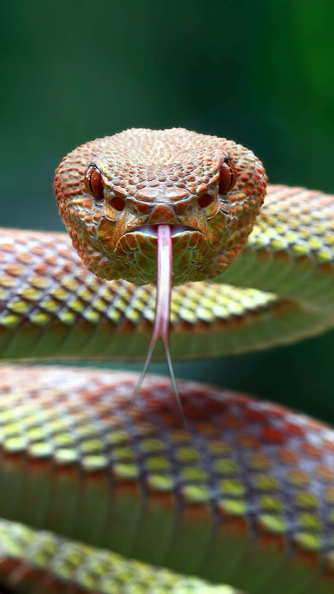 Cool Snake With Venomous Forked Tongue Background