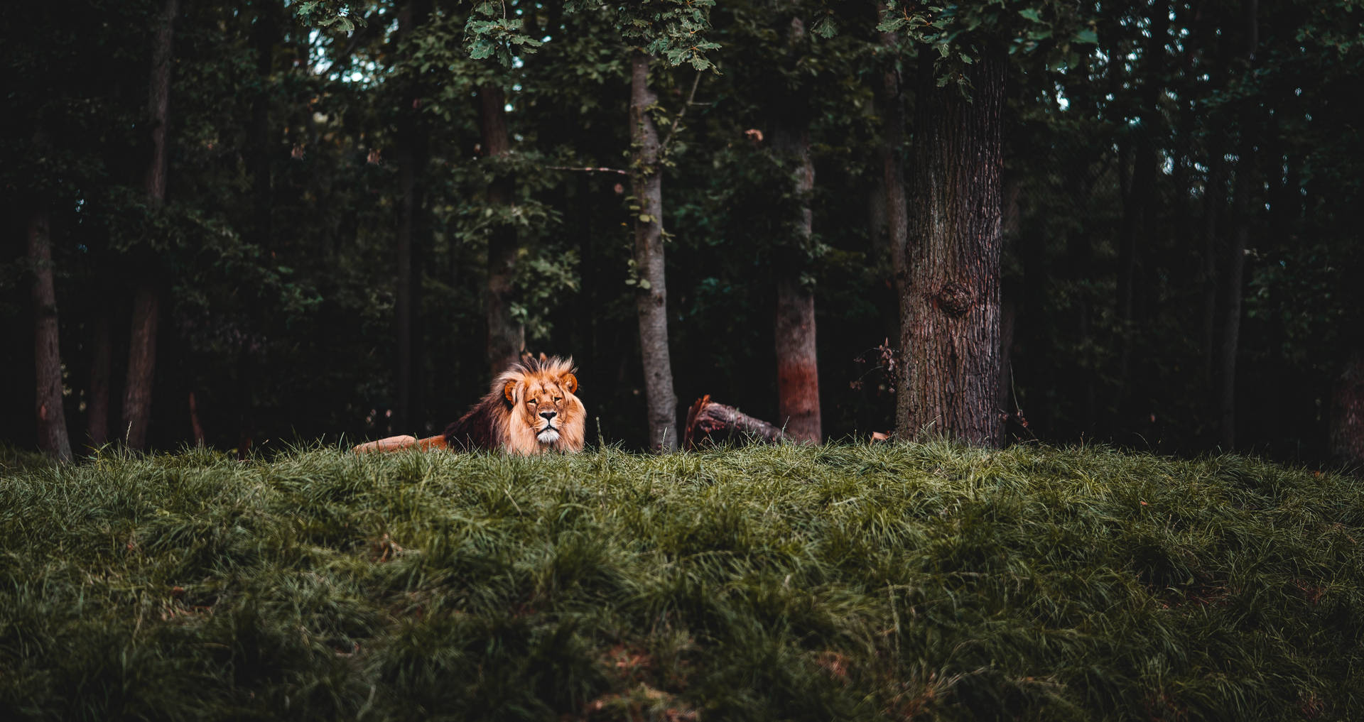 Cool Solitary Lion In Forest Background