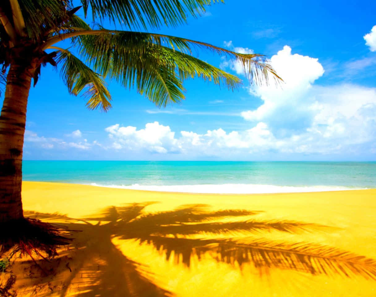 Cool Summer Beach And Palm Tree Background