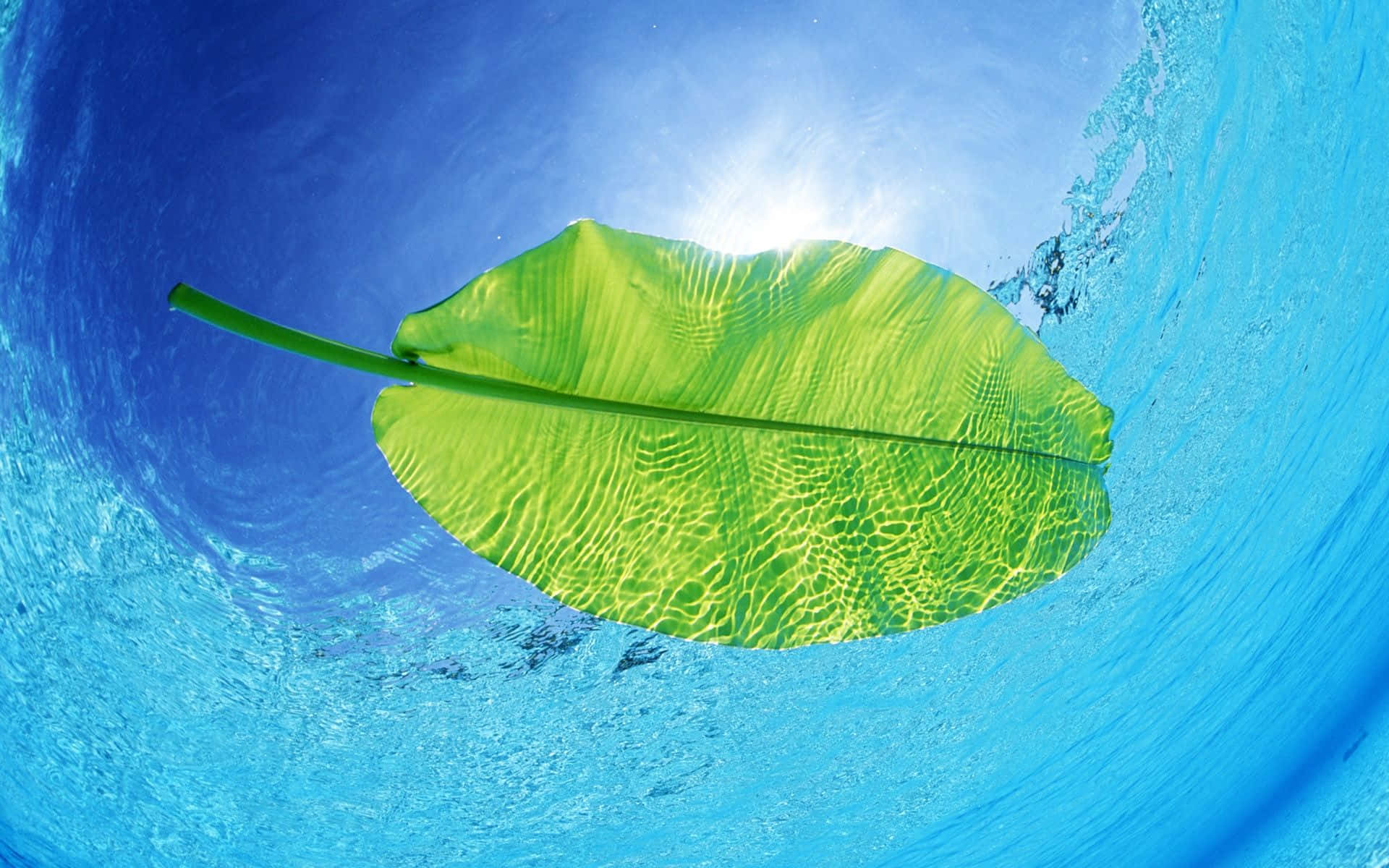 Cool Summer Leaf On Water