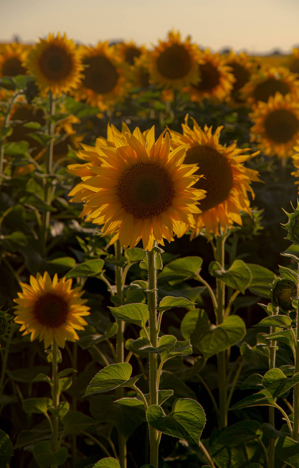 Cool Sunflower Aesthetic