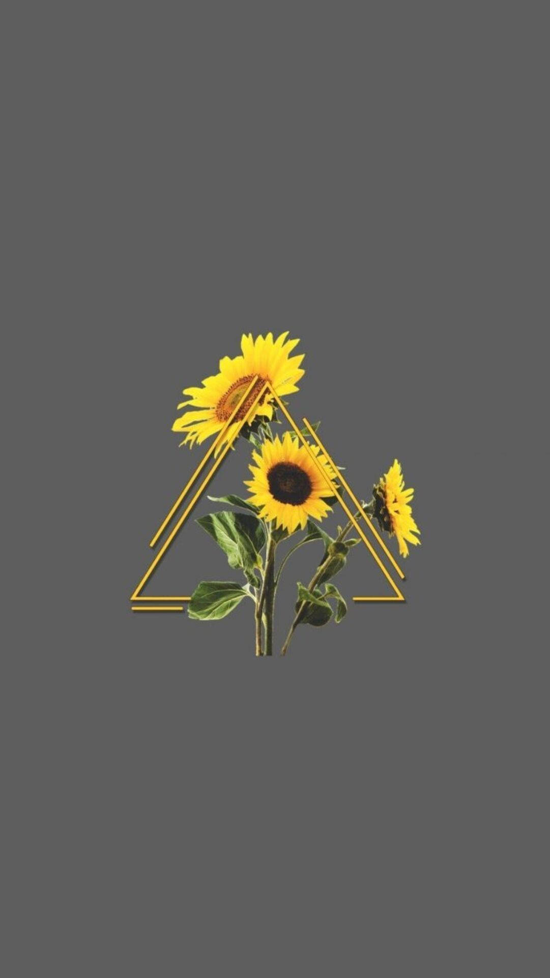 Cool Sunflower Iphone Edit Background