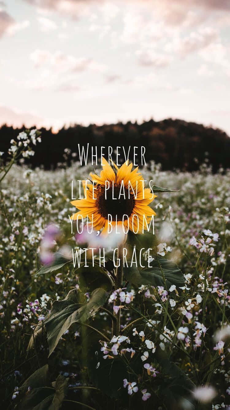Cool Sunflower Quotes Background