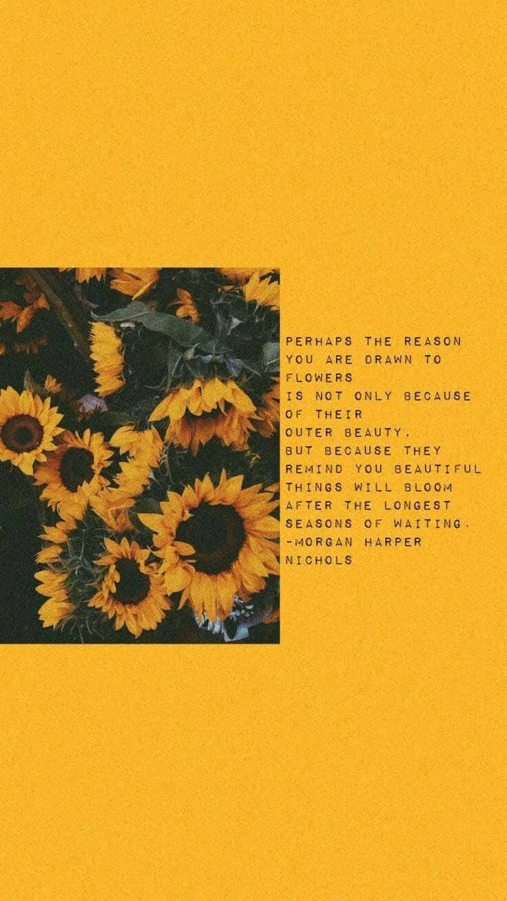 Cool Sunflower Quotes Background
