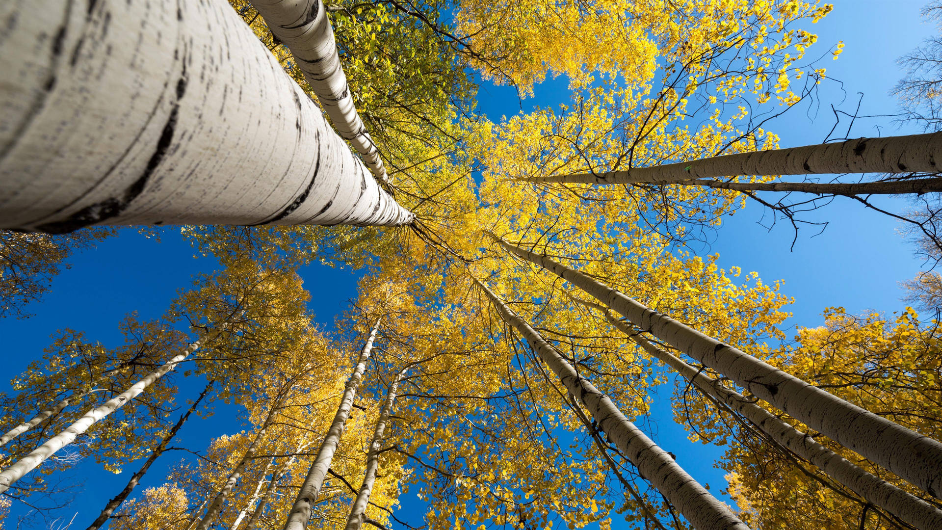 Cool Tall White Birch Tree Forest Background