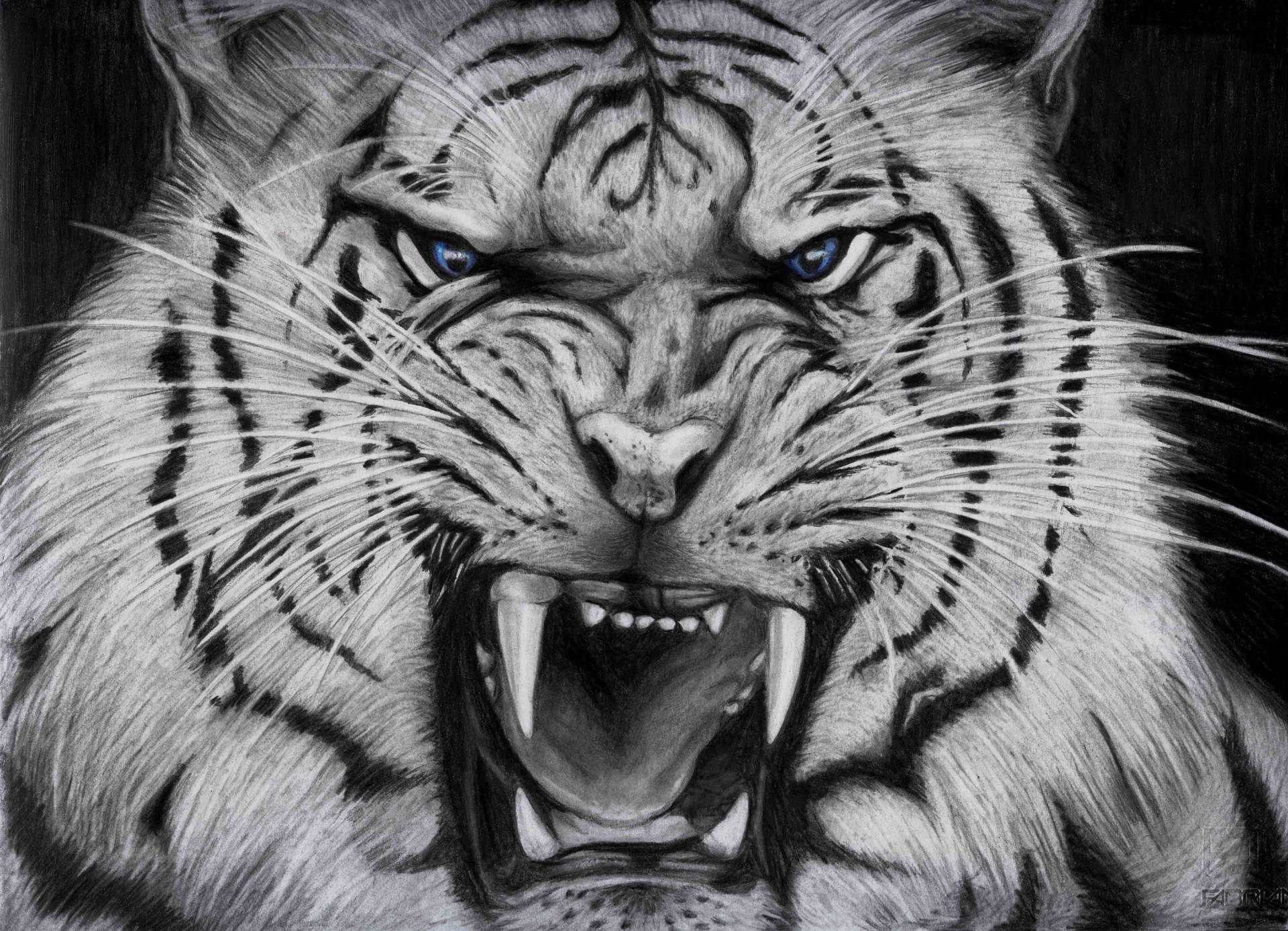 Cool Tiger Charcoal Drawing Background