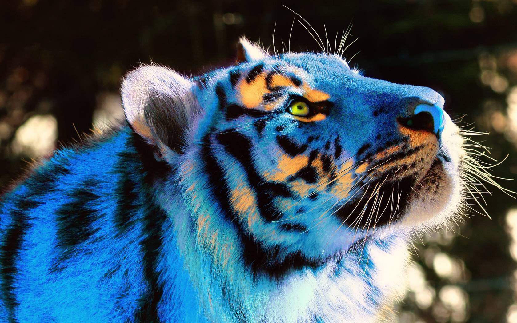 Cool Tiger In Shades Of Blue And Yellow Background