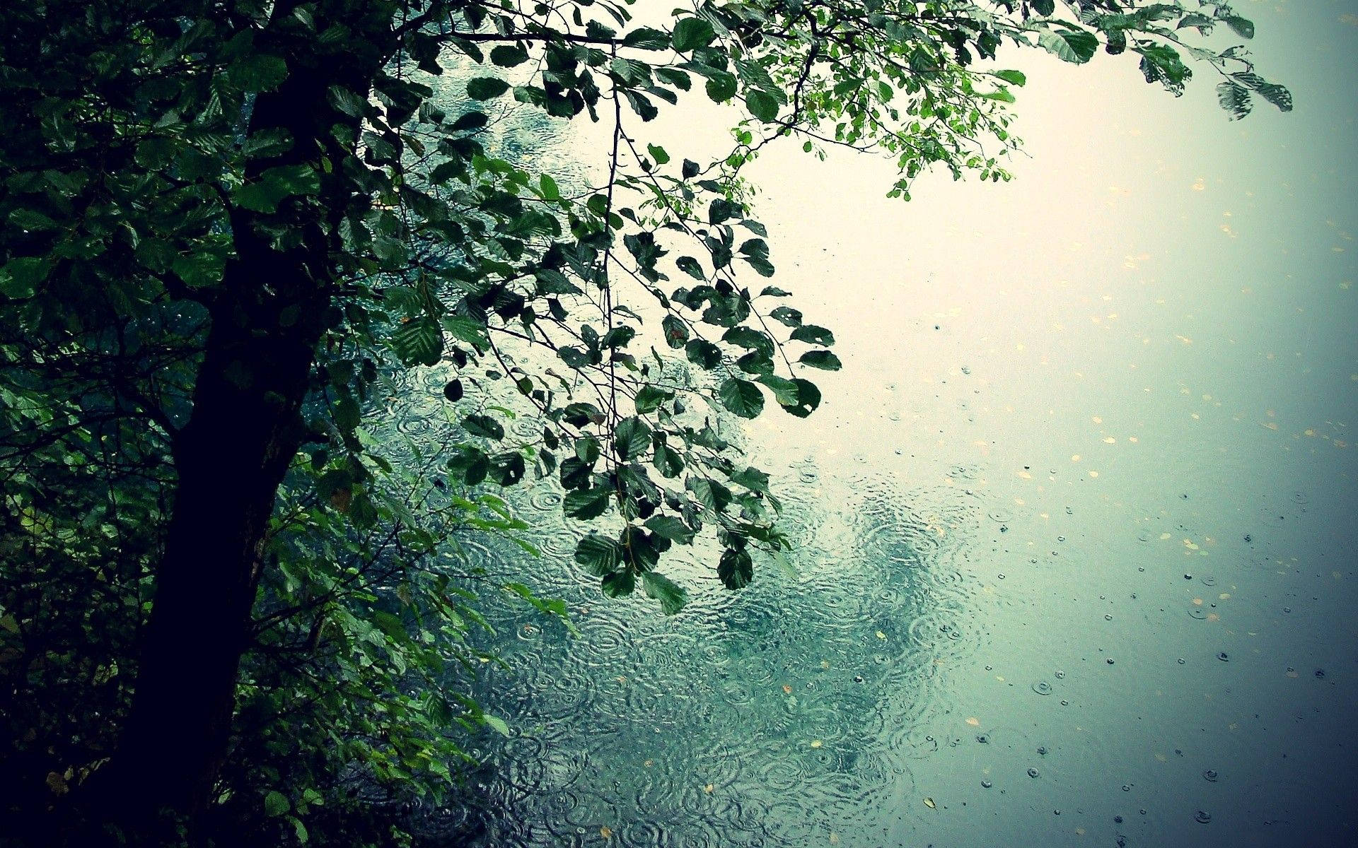 Cool-toned Beautiful Rain Desktop Background