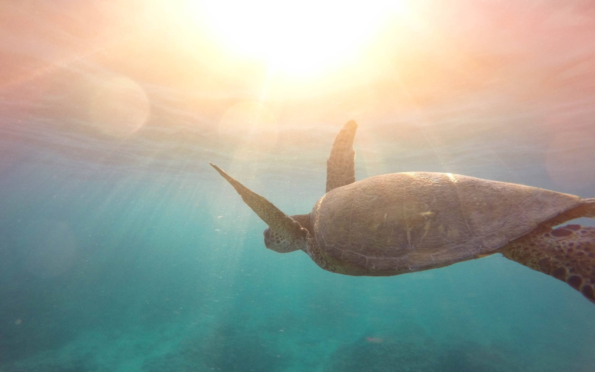 Cool Turtle And Sunlight