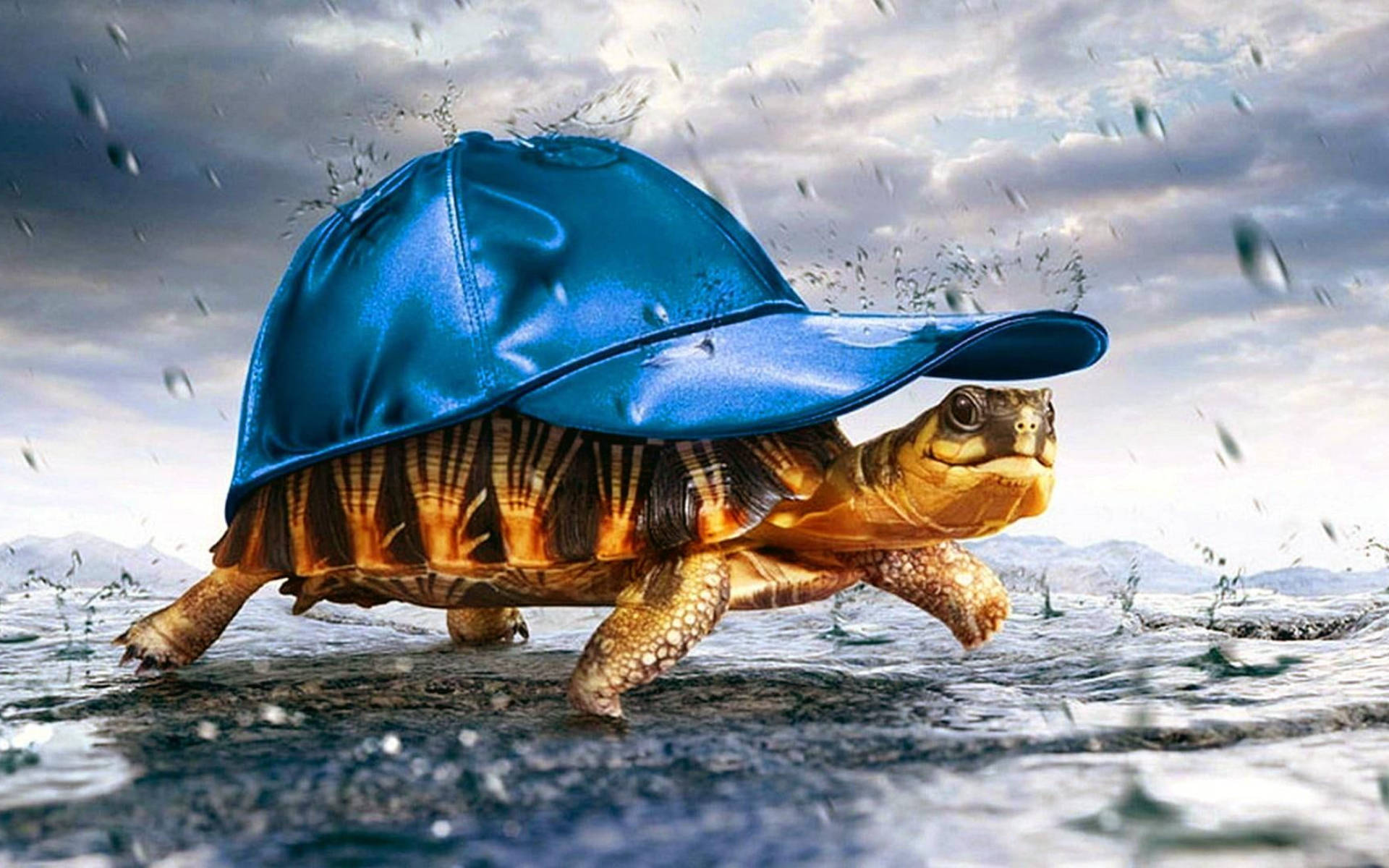 Cool Turtle Blue Cap Background