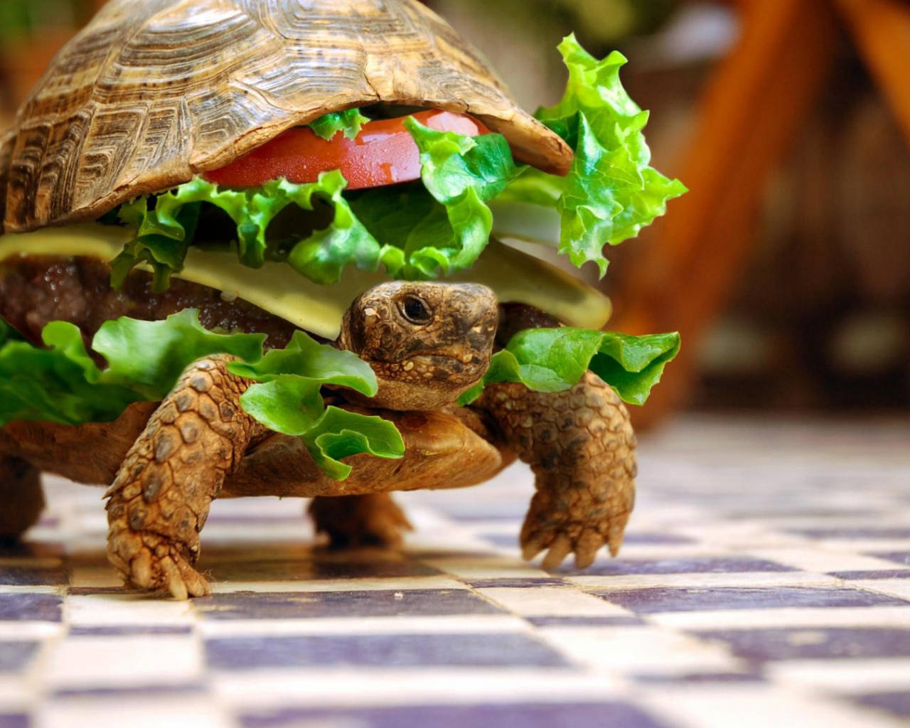 Cool Turtle Burger Background