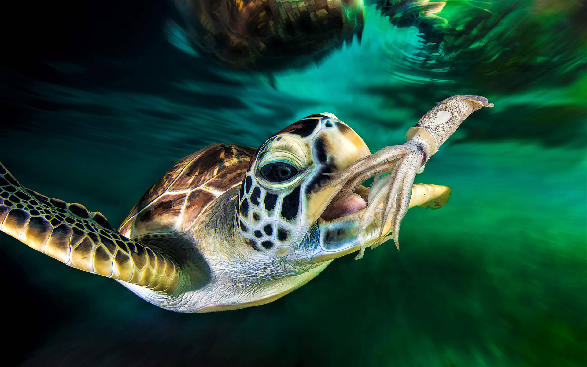 Cool Turtle Catching Squid Background