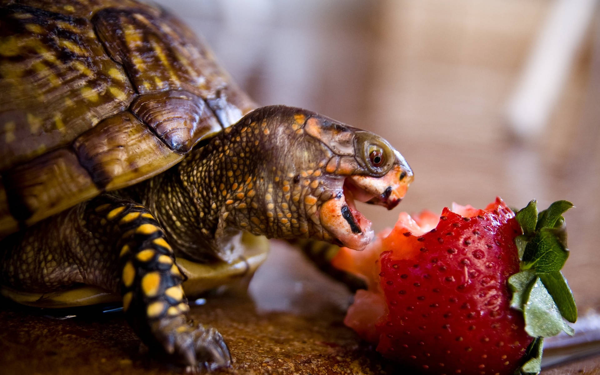 Cool Turtle Eating Strawberry Background