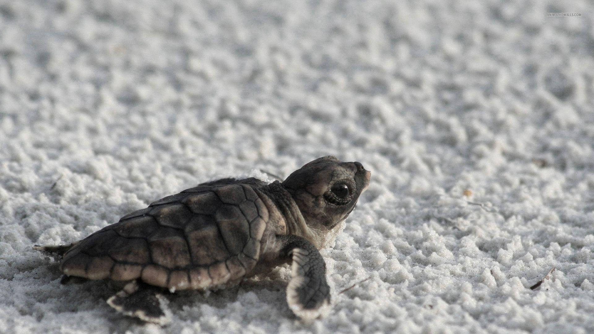 Cool Turtle In White Sand Background
