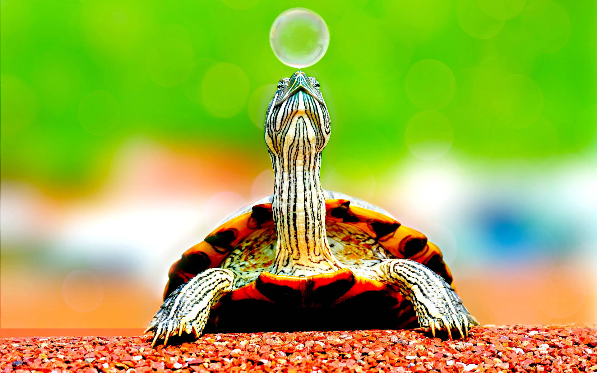 Cool Turtle Reaching Bubble Background
