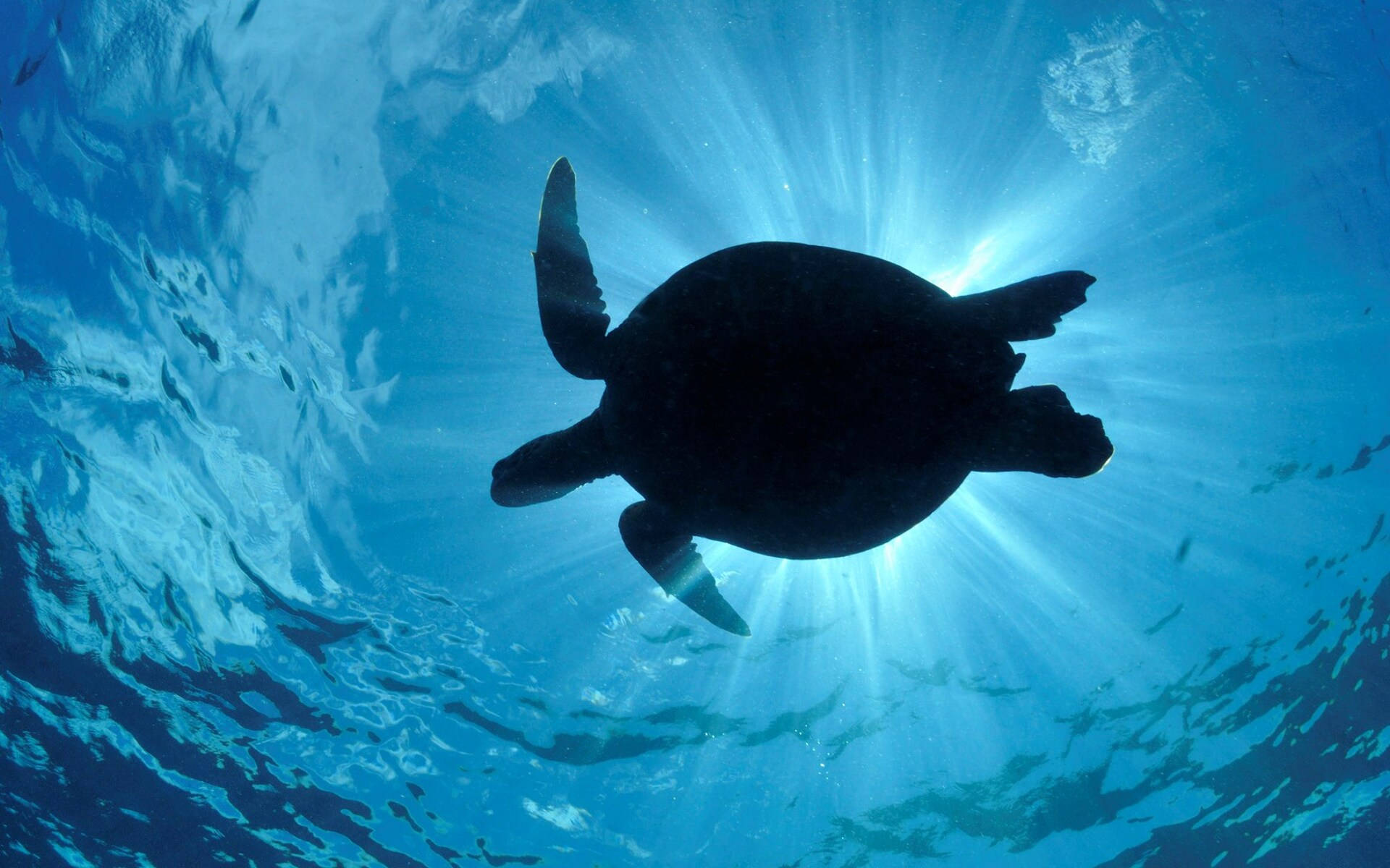 Cool Turtle Silhouette Underwater Background