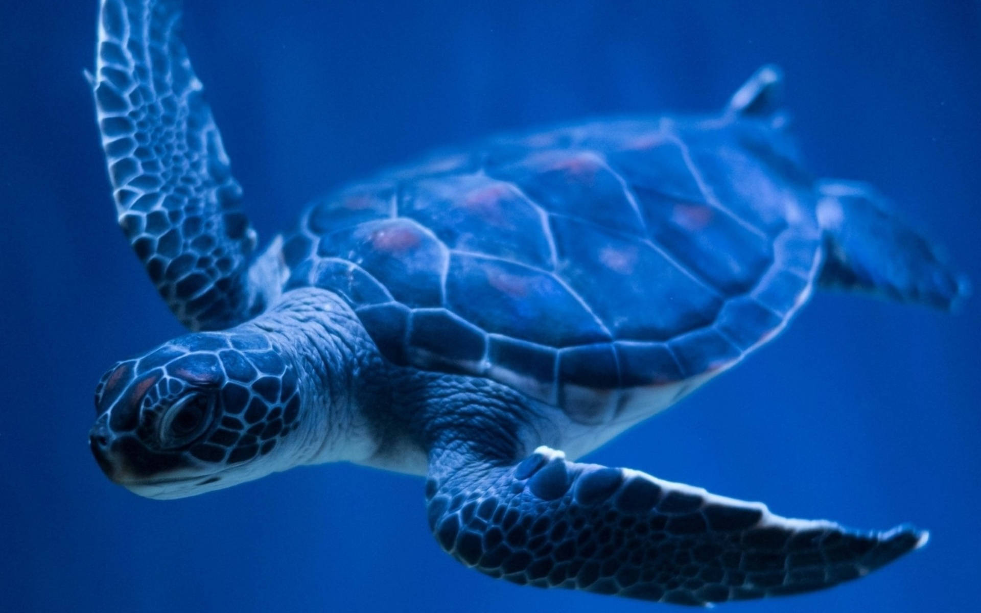 Cool Turtle Under The Blue Sea Background