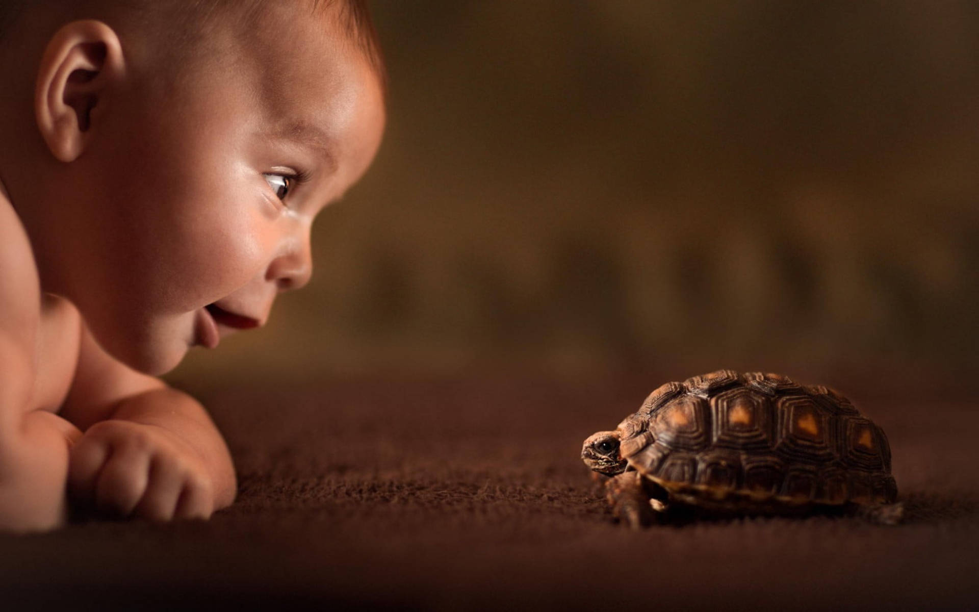 Cool Turtle With Baby Background