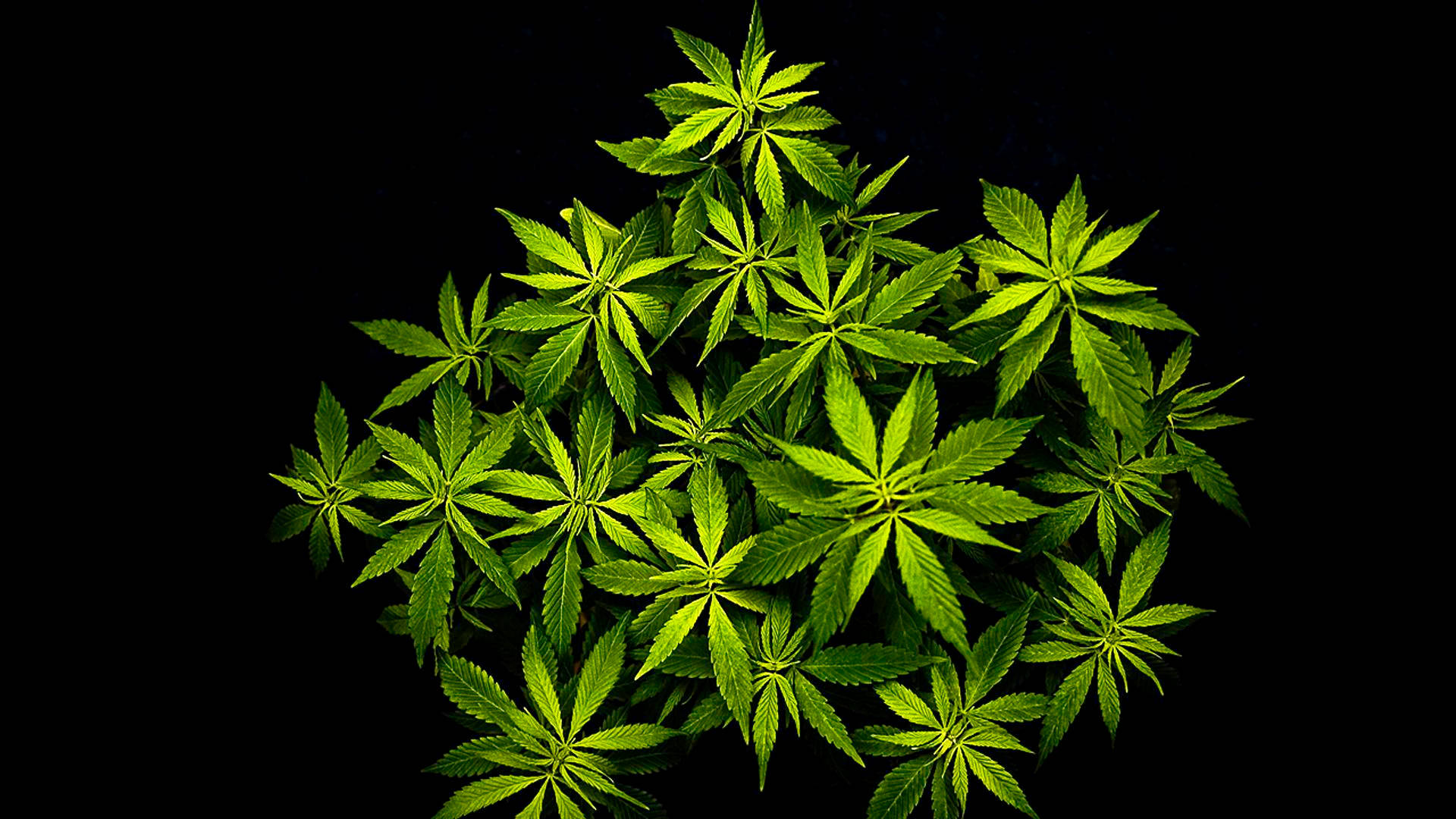 Cool Weed Bunch Leaves Minimalist Background