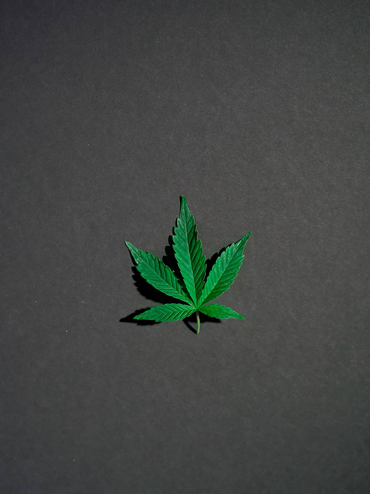 Cool Weed Grey Portrait Background
