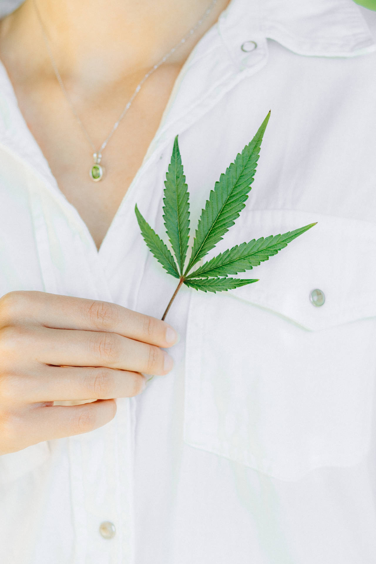 Cool Weed Leaf On White Blouse Background