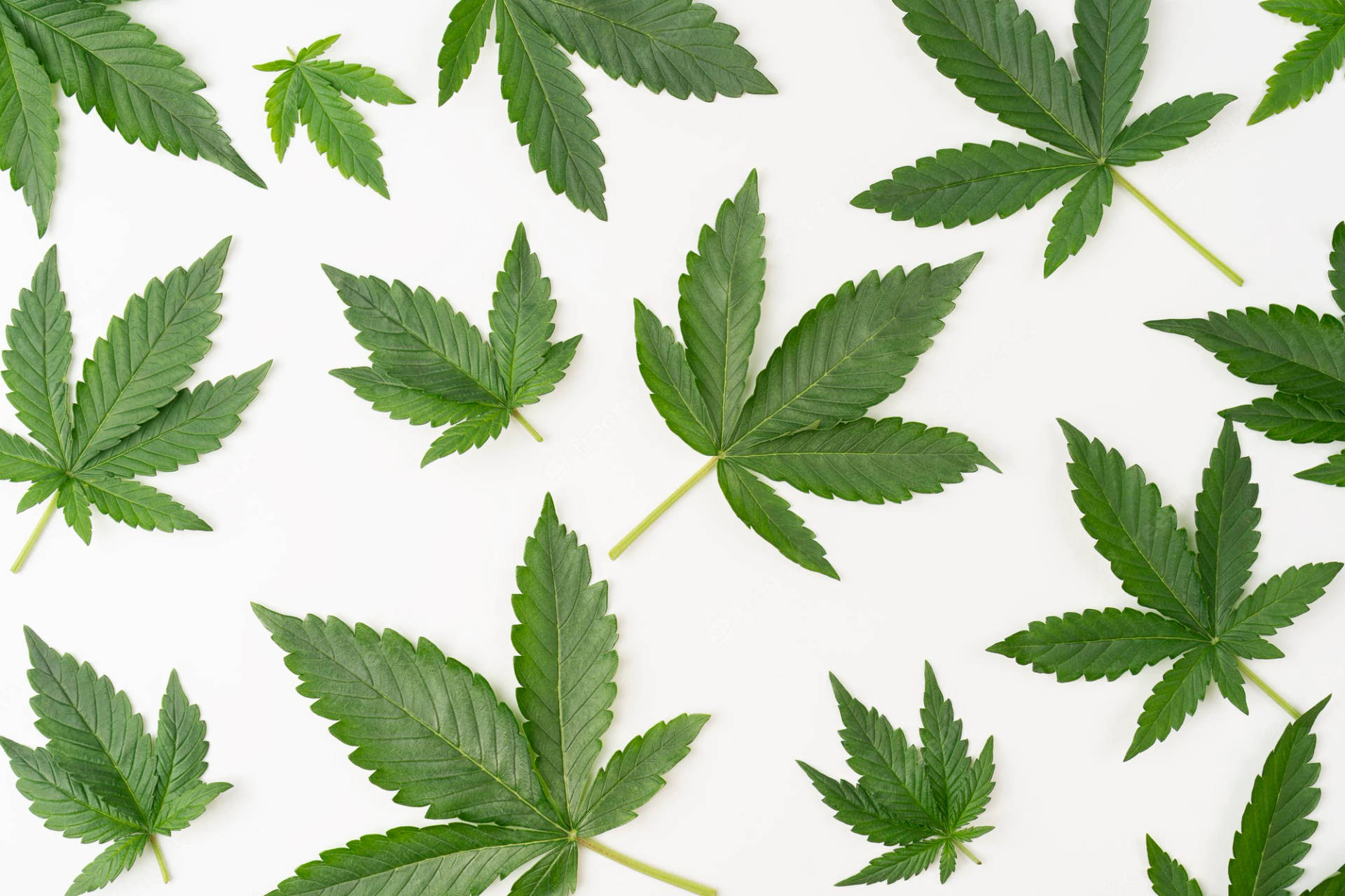 Cool Weed Leaves Flat-lay Background