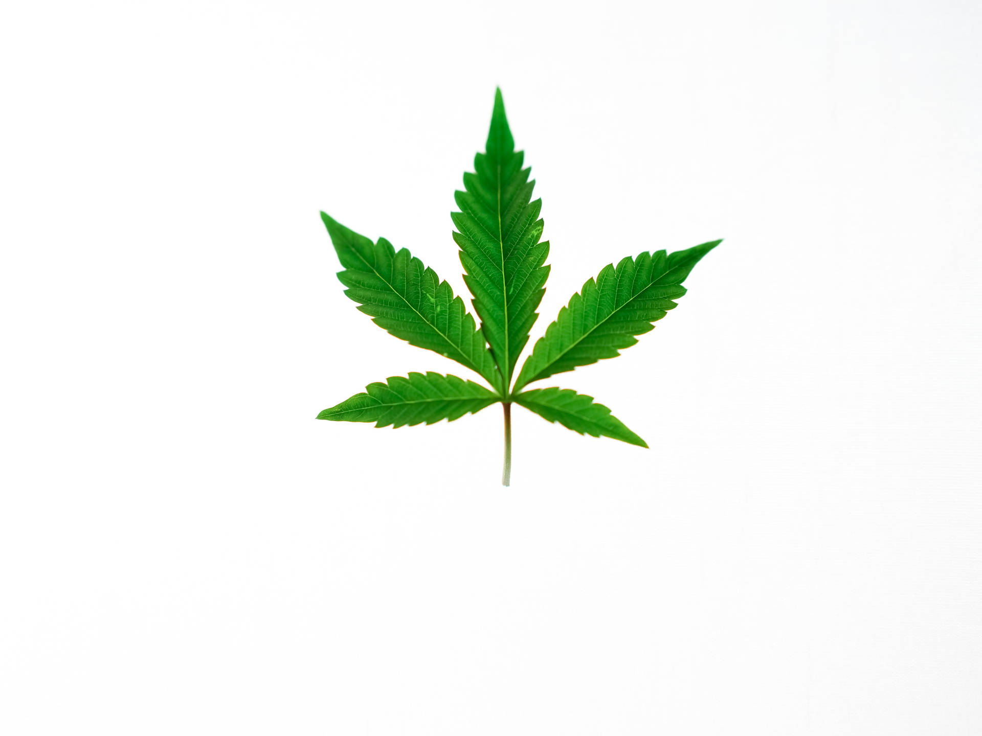 Cool Weed White Background
