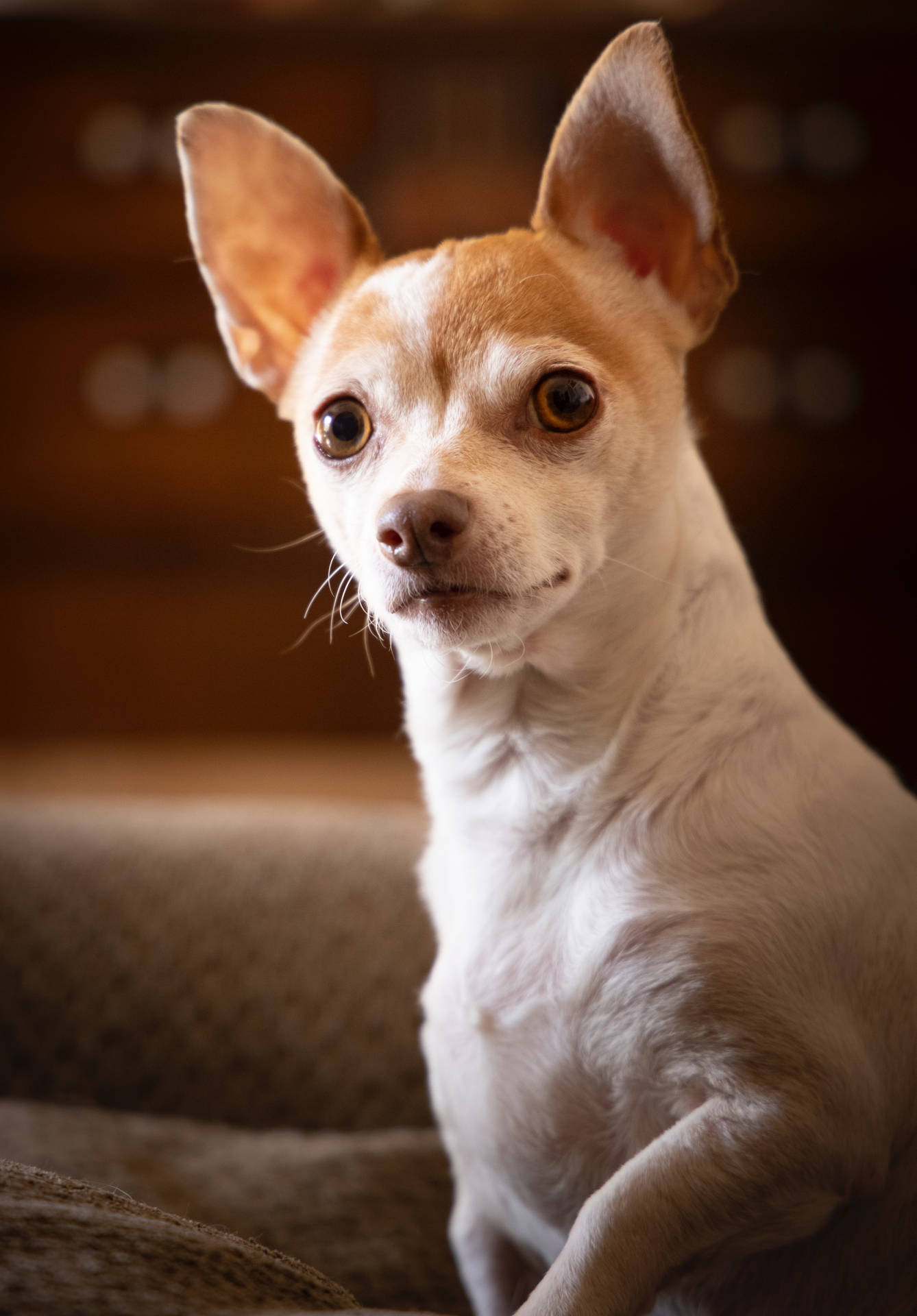Cool White Brown Chihuahua Background