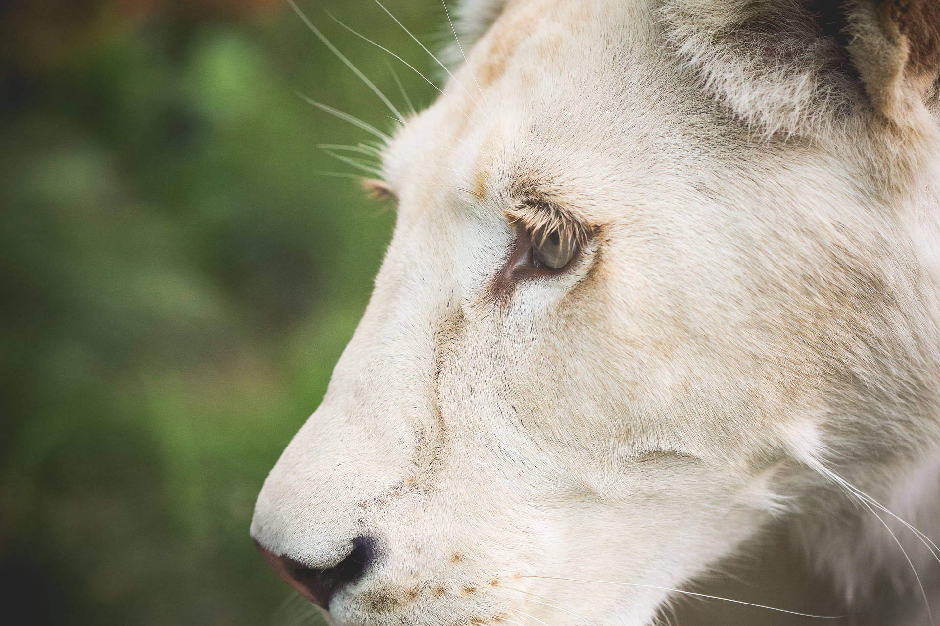 Cool White Female Lion Closeup