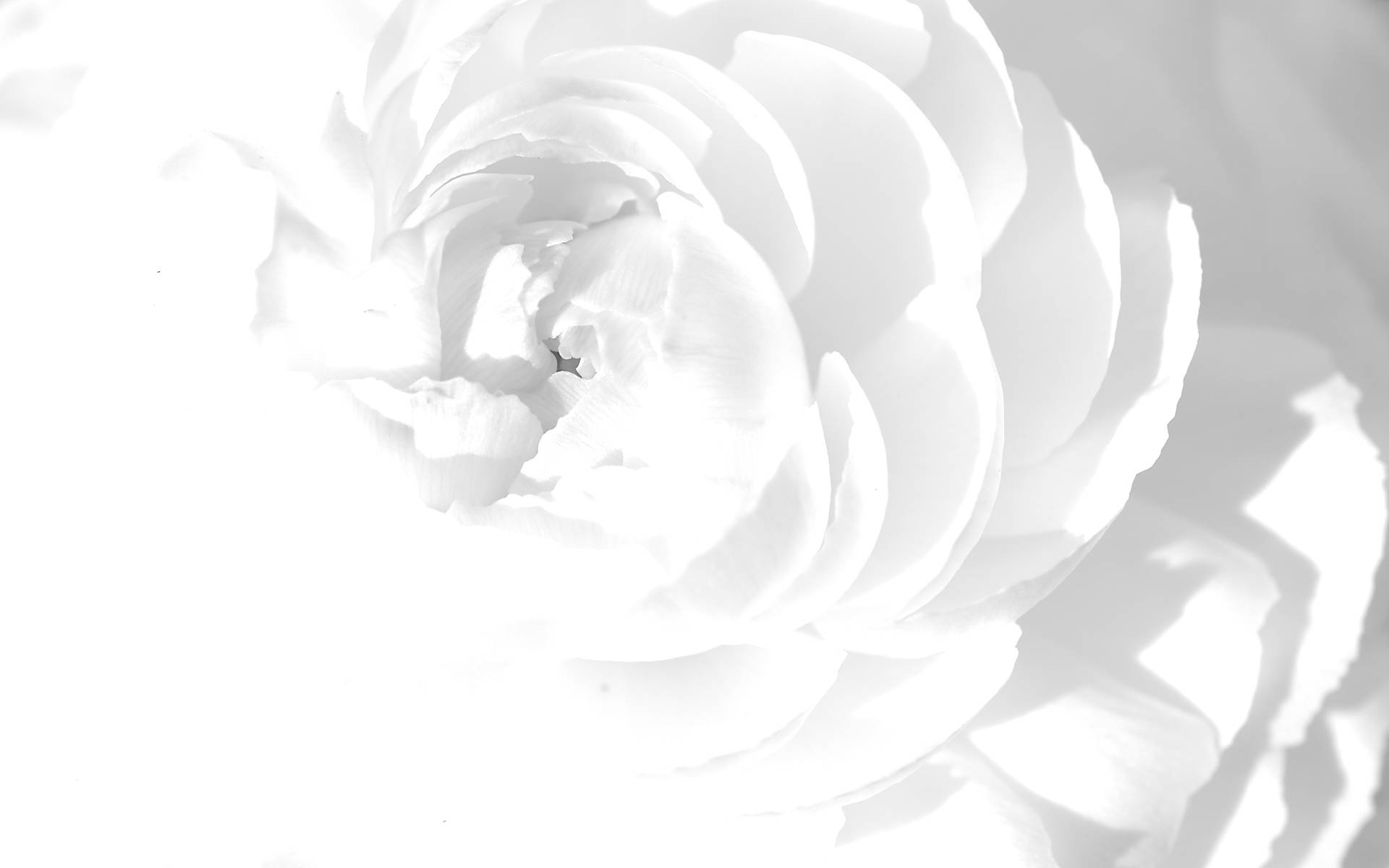 Cool White Rose Background