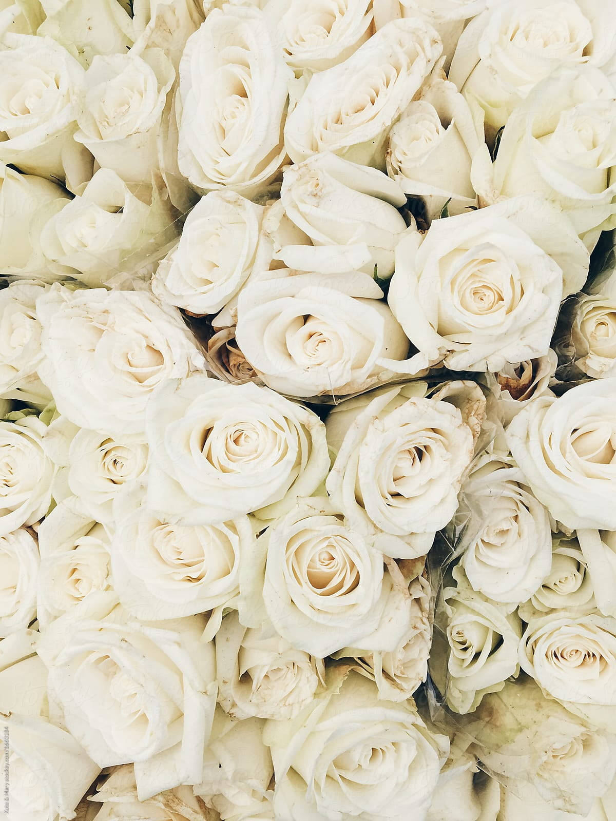 Cool White Roses Closeup